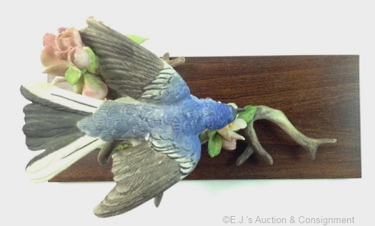 Blue Gray Gnatcatchers male overhead view