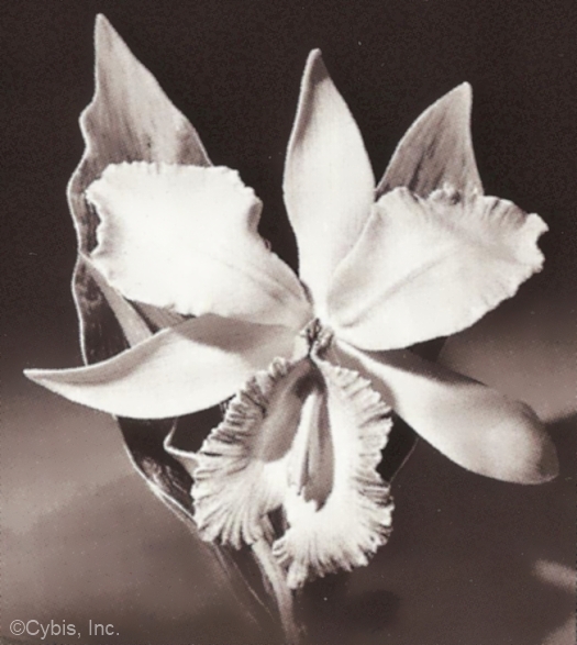 BLUSH ORCHID by Cybis