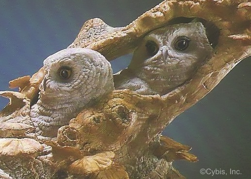 Screech Owl and Siblings detail 2