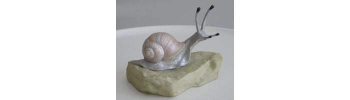 A Snail Tale